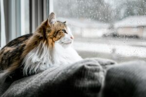 Photo Rainy day