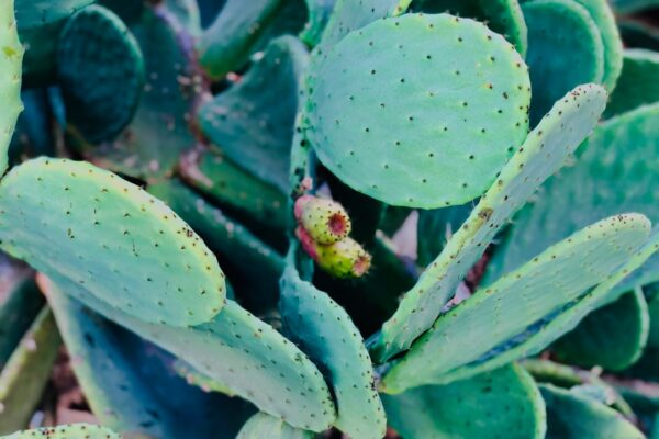 Photo turquoise color